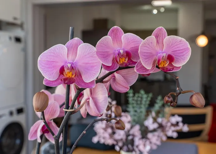 Canteras Ocean Terrace - Atico Con Terraza Y Vistas A Canteras Apartamento *